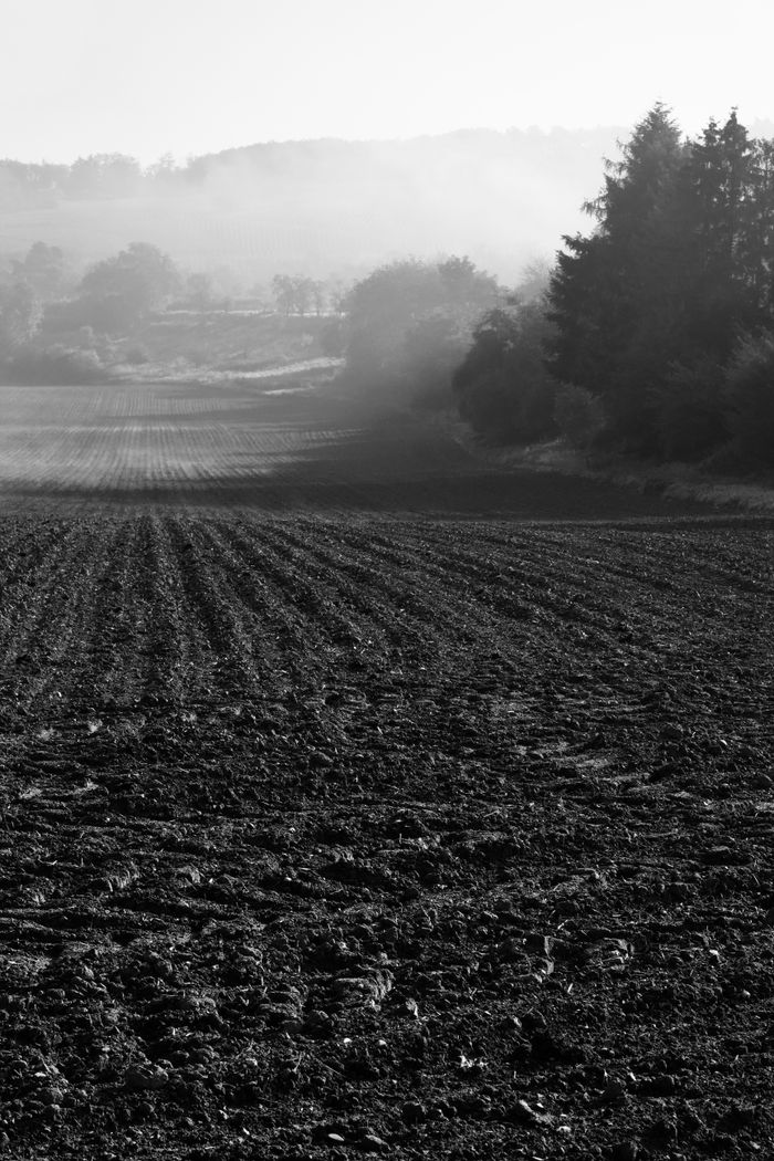 Serene black and white photograph of misty farmland with trees and hills.